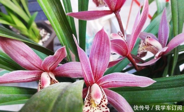 兰花土加“一料”，远离三怕，花苞“咕嘟”冒，开花一茬接一茬！