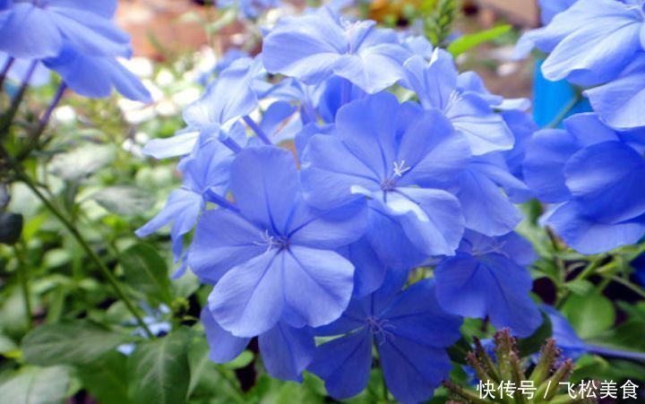 家中“5个”位置不能养花,要么黄叶又烂根,快搬走,才能长得旺