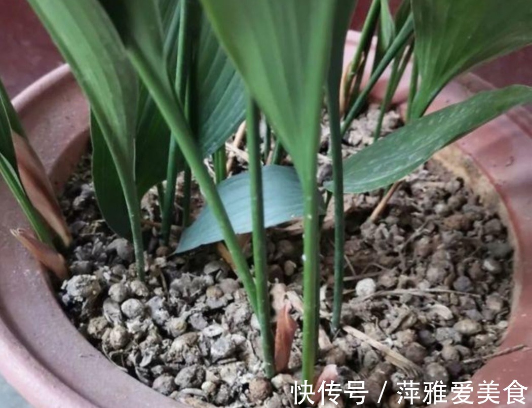 老花匠|学会用松针、羊粪,作为新人小白,养花效果能和老花匠媲美