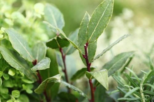 荠菜|比蒲公英还健康的野菜,在路边经常见到,常吃好处多,还能降血压