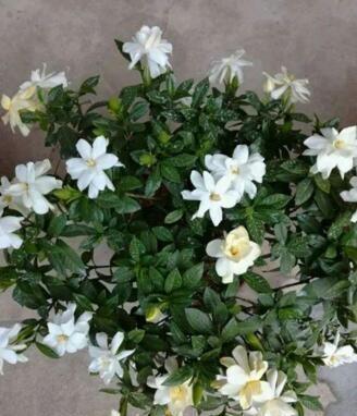 李大姐养栀子花，盆里埋上“5两它”，叶子油绿，一次开60朵大花