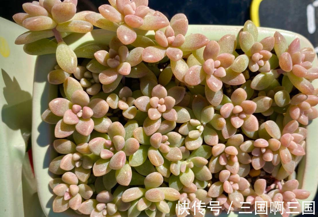 姬秋丽怎么养？不要宠、多露养，轻松养出繁茂完美的状态