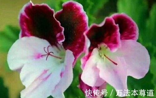 几种花谁见了都喜欢,婀娜多姿,妖艳妖娆,层层交叠