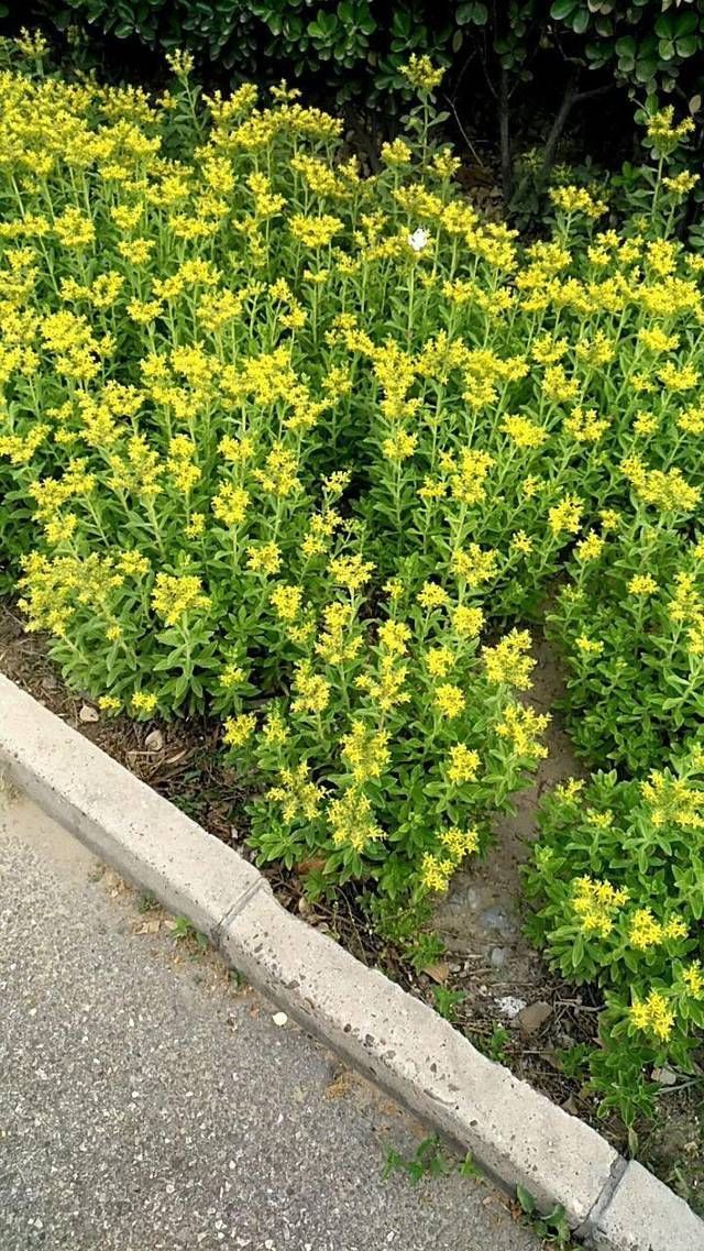 这花扔篮子里就往下垂,长长得像门帘,新手也能养爆盆