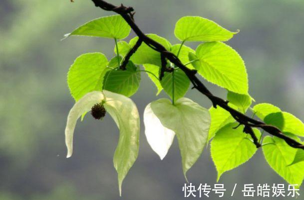 植物界的大熊猫,好像展翅飞翔的白鸽,象征着和平