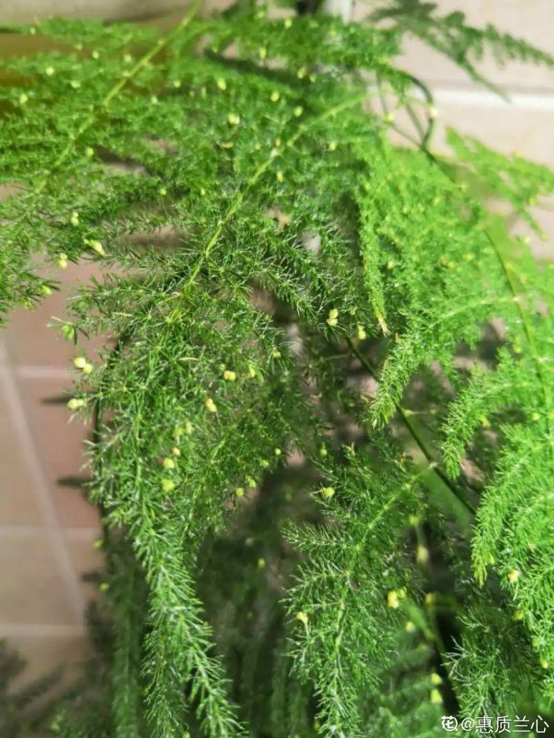 龟背竹是“吸废气”高手,家里放一盆,门窗紧闭也能空气清新!