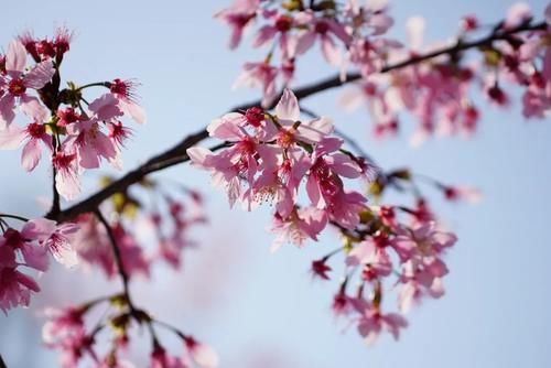 中年|丽水出现“樱花大道”,就在市区好溪路,赶紧出发去打卡