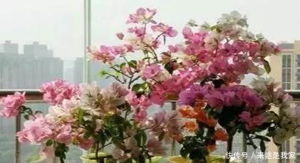 长寿花|家里不知道养什么花好，6种漂亮又好养的盆栽考虑一下