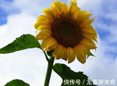 瓜子|向日葵全身都是药！更是降压“神器”，高血压、头晕头疼都能治