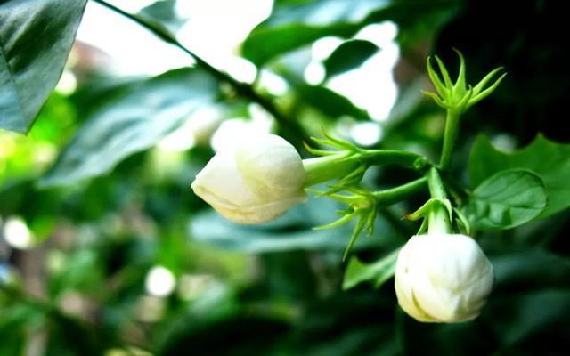 养花高手从不施肥,只用“3样废渣”,盆里放点1年不施肥养啥旺啥