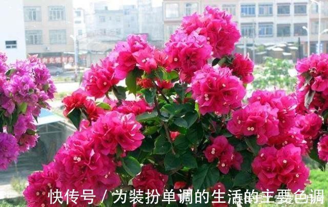 长寿花|家里有空盆这“4种花”现在栽一盆，一入秋就“开成大花球”