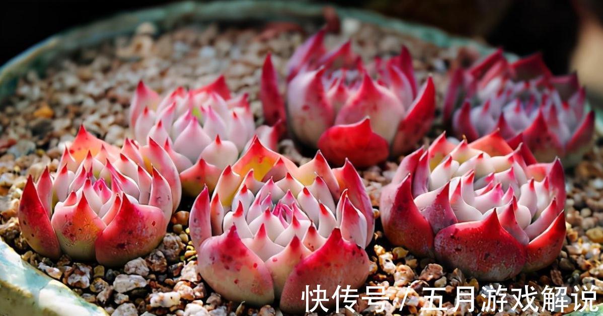 淡雪|推荐新手养的8种多肉,随便一扔都能活,真是新手的福音