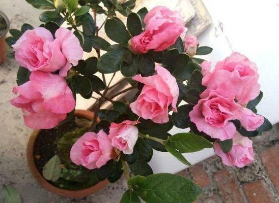 养花施肥篇这些垃圾可变废为宝,成为盆栽植物的''催化剂''