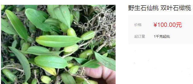 种植|石头上生长的野果,100元一斤可用来煲汤,野外遇到就赚到了