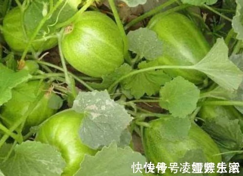 皮肤|女人常吃此物,保护子宫,子宫变得健康,皮肤越来越细腻,效果好