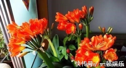 花朵|什么淘米水、黄豆水，都不如1勺粉末，用来养花，花开爆盆！