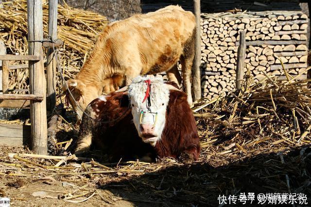 鸭绿江畔村子仅1户人家，雪山上放牛，冬天上山砍柴