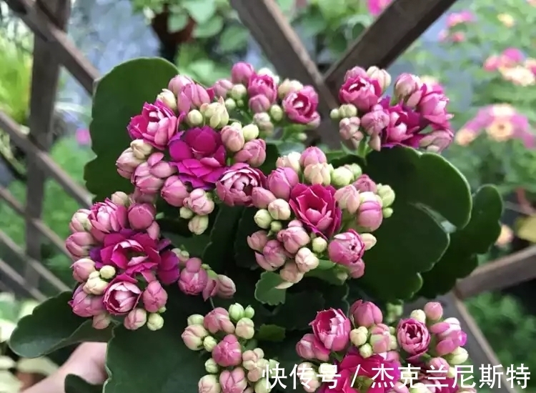 旺盛|夏天养长寿花,有“2步”很重要,轻松度夏,秋冬更旺盛