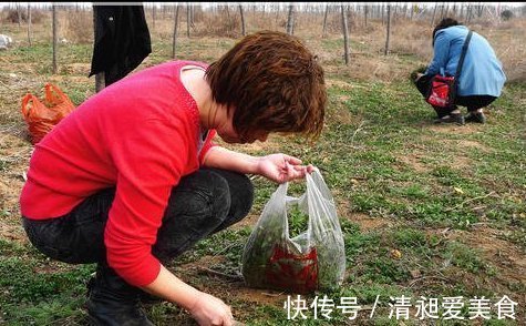 野生|北方人爱吃的野菜，人称“护生草”美味对身体好，市场一斤10元