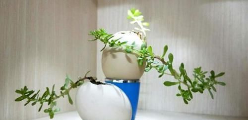 用这3样东西养花种草，既能展现废物价值，又能杜绝浪费