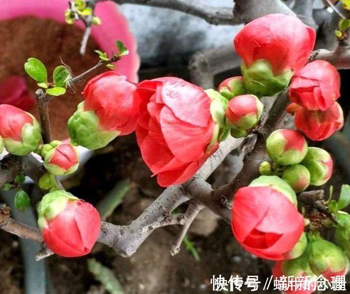 阳台|5种花清新漂亮,花香怡人,养阳台满屋飘香,谁养谁喜欢