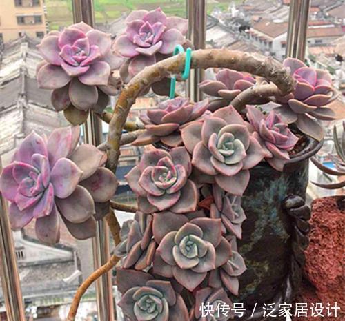 品种|老花匠养多肉7年,总结出4个耐热耐晒品种,安全度夏适合新手