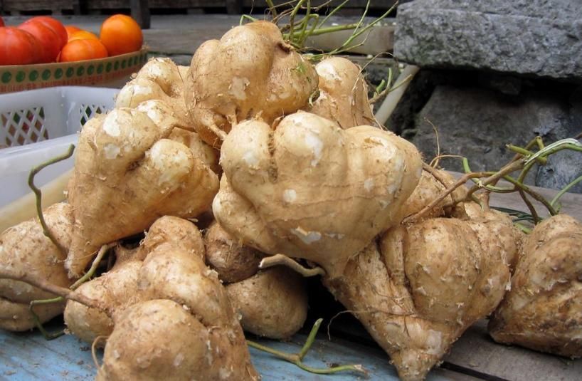 中年|农村一波波的“野草”,叶子有毒根部却大如鹅蛋,多吃可降脂降压