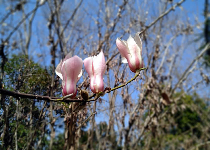 玉兰花大全，简介5种玉兰花，你喜欢哪种？