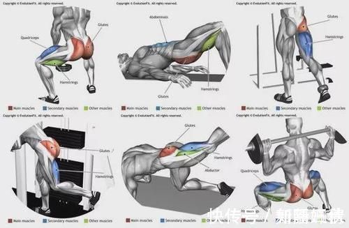 动作|健身房训练最全动作图谱,覆盖身体每个部位
