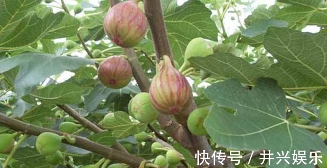 美容养生|每天不妨多吃3种食物,美容养生、延缓衰老,好处多多!