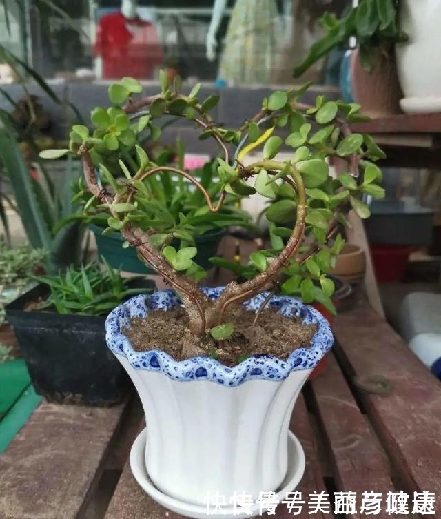 紫藤|4种花养成老桩，价格能翻好几倍，开花也更多！