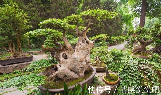 玩盆景,要入门不要入坑,做好盆景素材的挑选,就能入门不入坑!