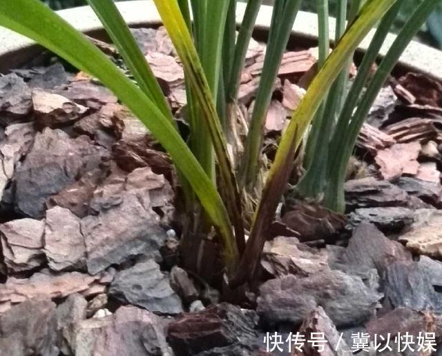 秋季兰花得茎腐病怎么办教你“4法”，找对病因，照样可以救活