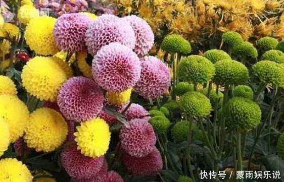 新手养花,不如养一盆“墨狮”,花似沉睡雄狮,花期长适合盆栽养