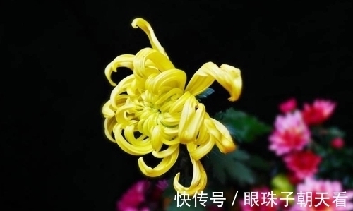 七律#吟菊七律九首:红尘何寄相思语,一缕幽香几度情