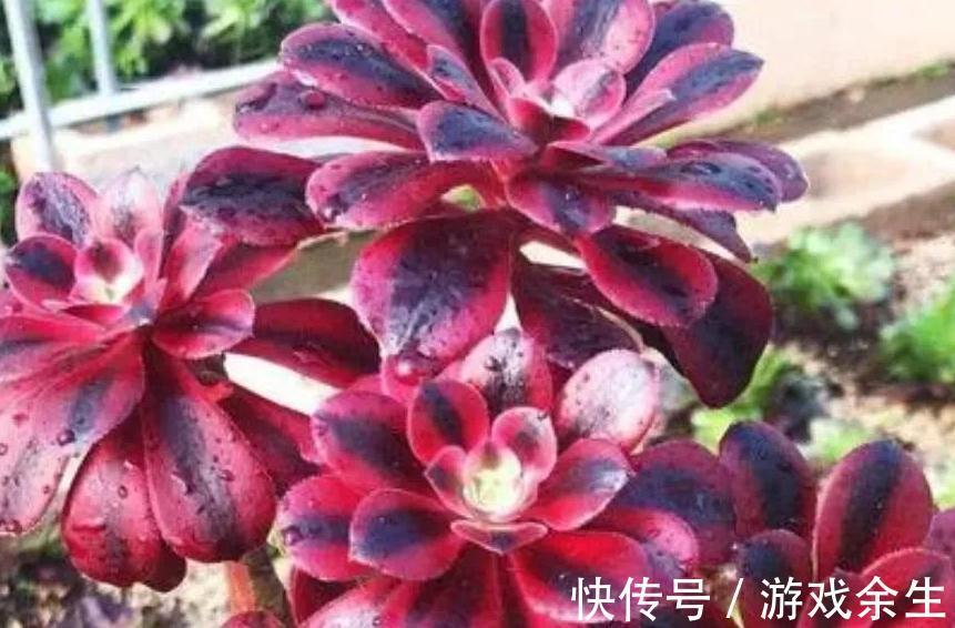 4种多肉很惹人喜欢，简单养护，天冷出状态十分美丽