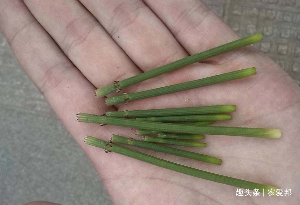 可不要小瞧这种野草,现在野生的不多见,没想到有这么多作用!