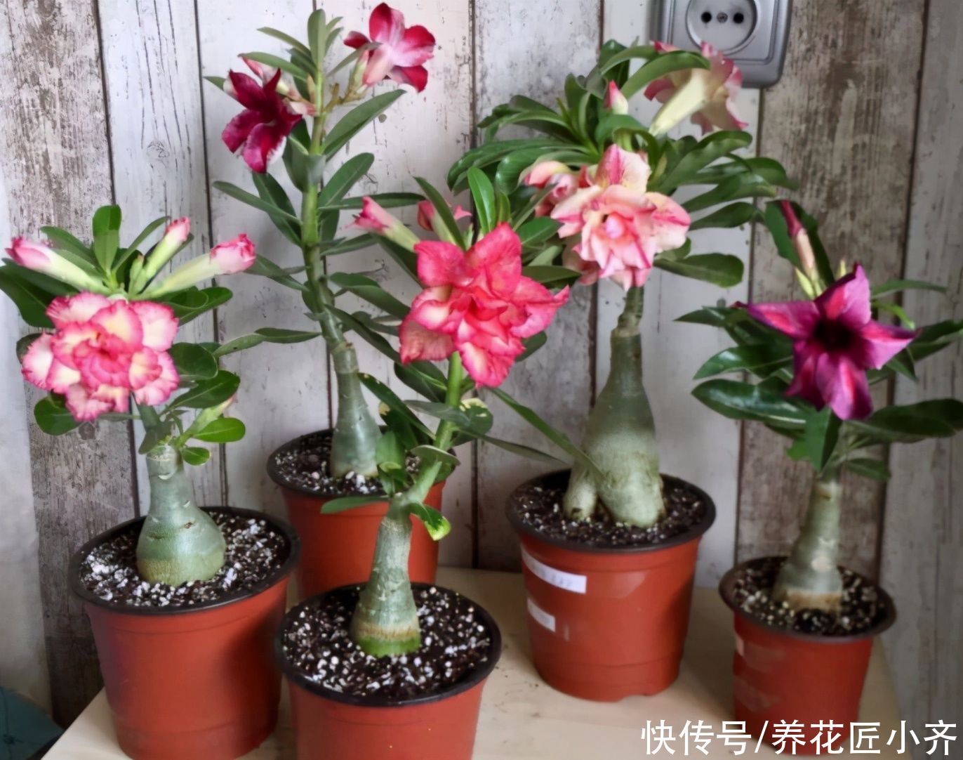 年前买养不活的3种花,现在买正合适,掌握换盆技巧,好养又省钱