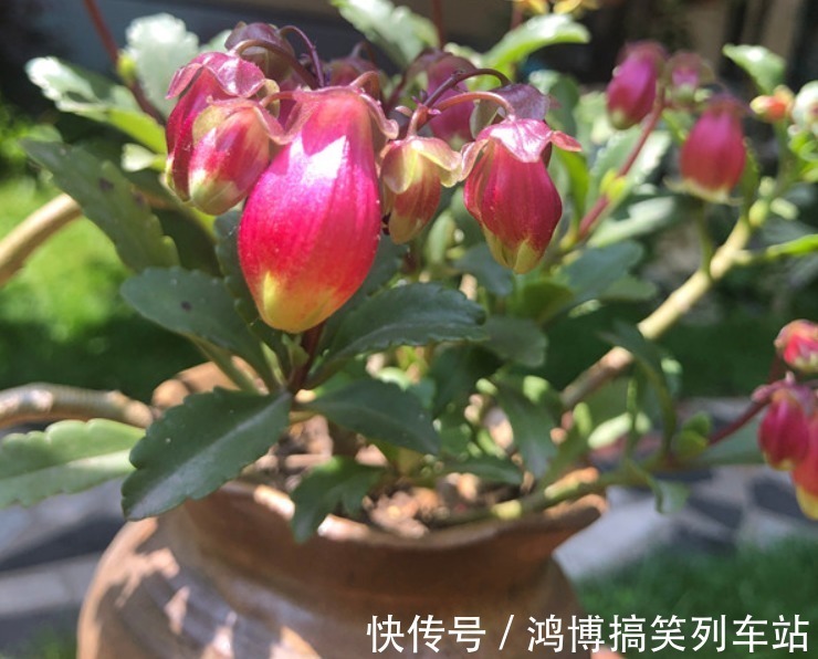 生根剂|秋高气爽,养宫灯长寿花,盆栽牢记4点,冬春花开最盛