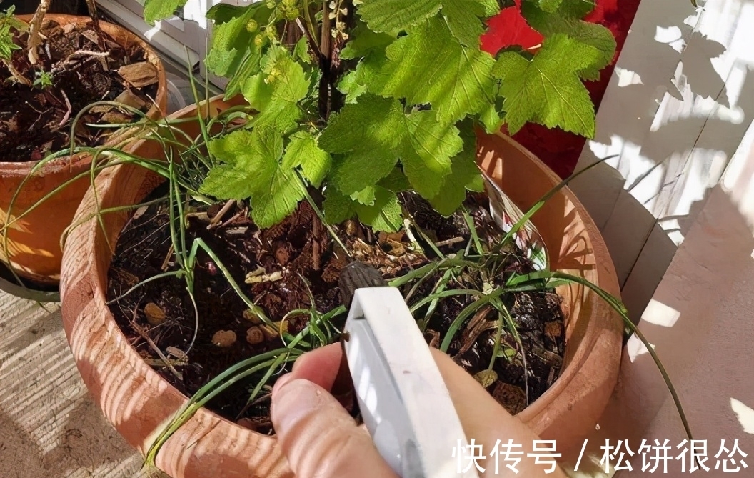 喷洒|养花该如何杀虫？学会这几招，一招就能够秒杀害虫