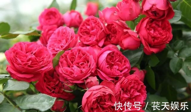 超级耐热月季花,花形硕大艳红,暴晒更艳更旺盛,四季开花易爆盆