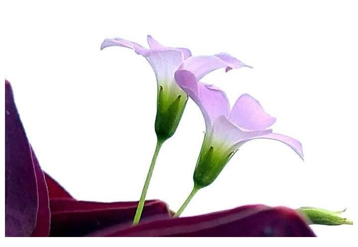 富贵|晴开夜合，美丽富贵的紫叶酢浆草花开了