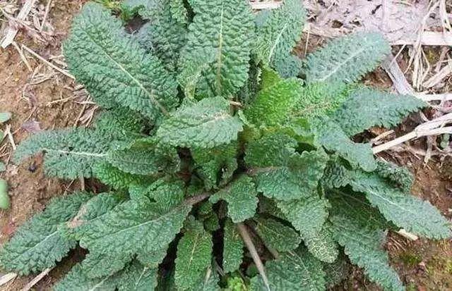 感冒|农村到处都是宝,3种野草,提高免疫力,养肝护肝,治疗感冒咳嗽