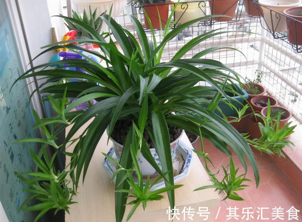 5种公认的吸毒花,既好看又好养,家中摆2盆,身体更健康