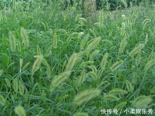 特效药|农村随处可见的狗尾巴草,用来煮水治好了3种病,比特效药还管用