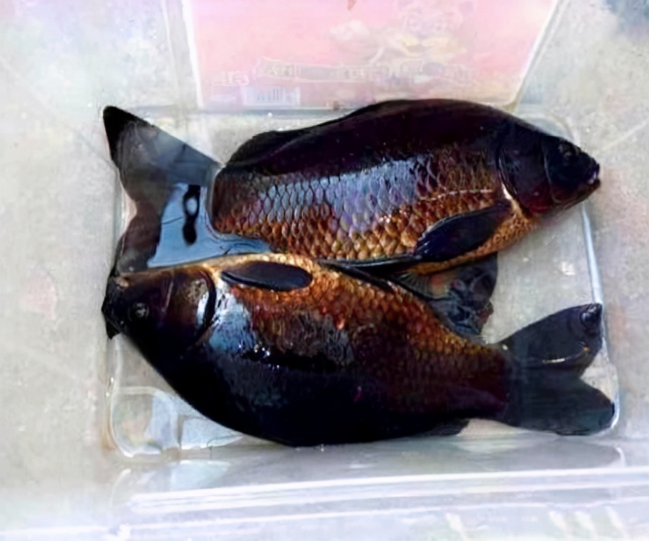 钓鱼|珠江一钓鱼人钓获“怪鲫鱼”，全身漆黑如墨，老大爷建议他放生