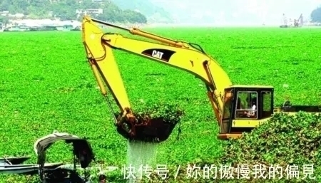 作为观赏植物引入的水葫芦，一度泛滥成灾，现在为何变得少见了？