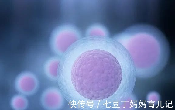 卵泡|孕育科普正在备孕的你,如何才能养出又大又圆的卵子?