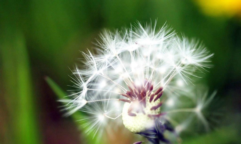 志趣|诗说蒲公英飘似舞,絮如纱,秋来志趣向天涯