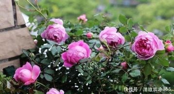 最厉害的生根剂，盆里放一点，蹭蹭长出大白根，养啥都旺盛！